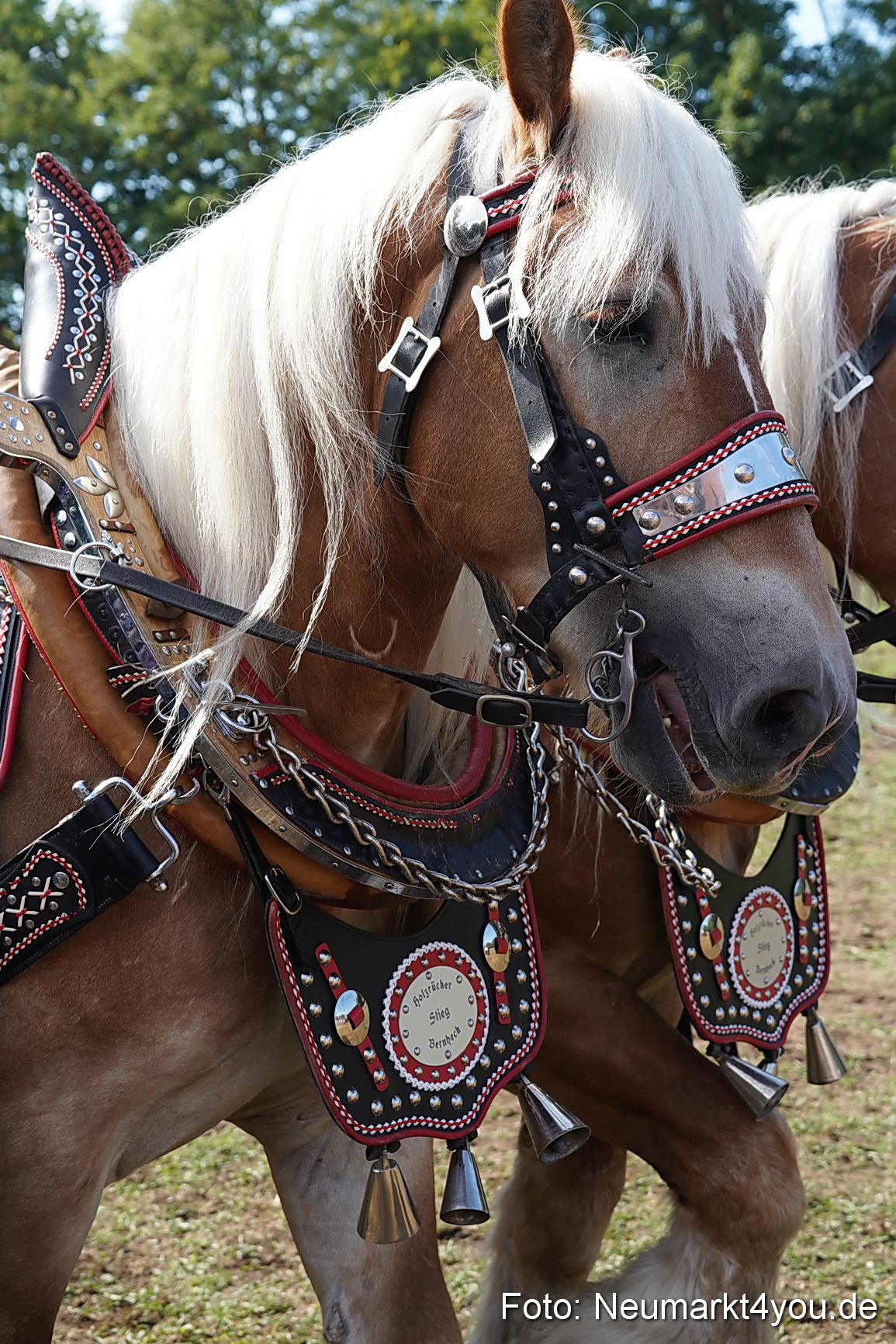 Pferde und Fohlenschau 2022 0195 